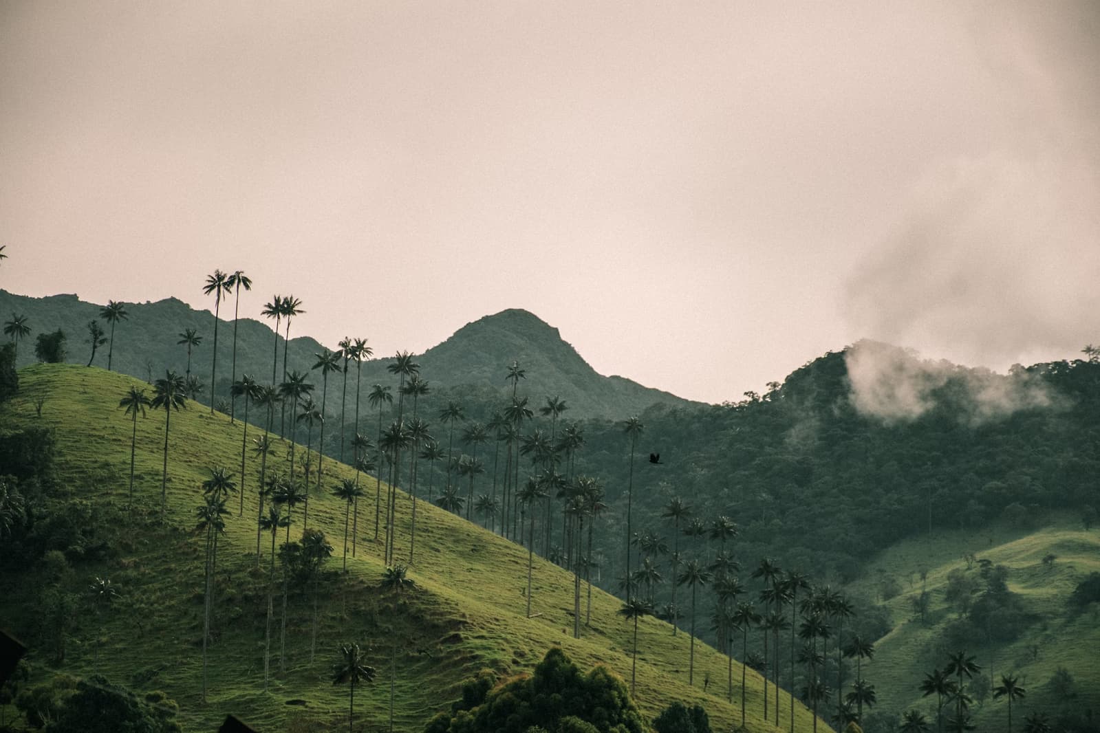 Cocora Valley palms